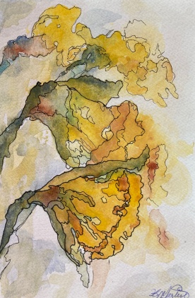#356- Daffodils II watercolour, ink, 6"x9", $155.00 unframed