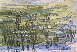 #362- Waterlily in June Watercolour and ink, plein air painting, 6"x9", $120.00, unframed