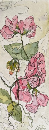 #363-1-Sweet peas I Watercolour, ink, 3.5"x9", plein air painting, $150.00 framed