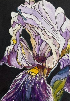 #448-SOLD Iris I watercolour, ink and gouache, 5"x7", painting buddies picture, $115.00 unframed