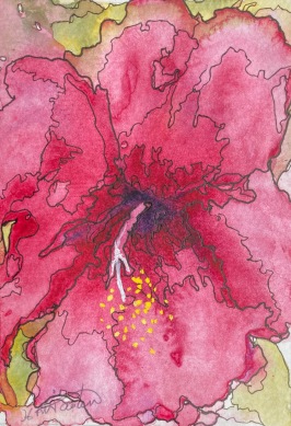 #478- Ibiscus flower I 5"x7", watercolour & ink,